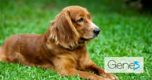 allergie eritemi canino