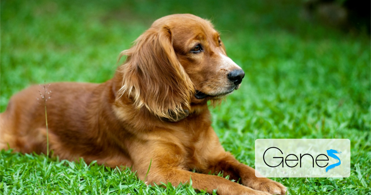 Allergie stagionali dei cani