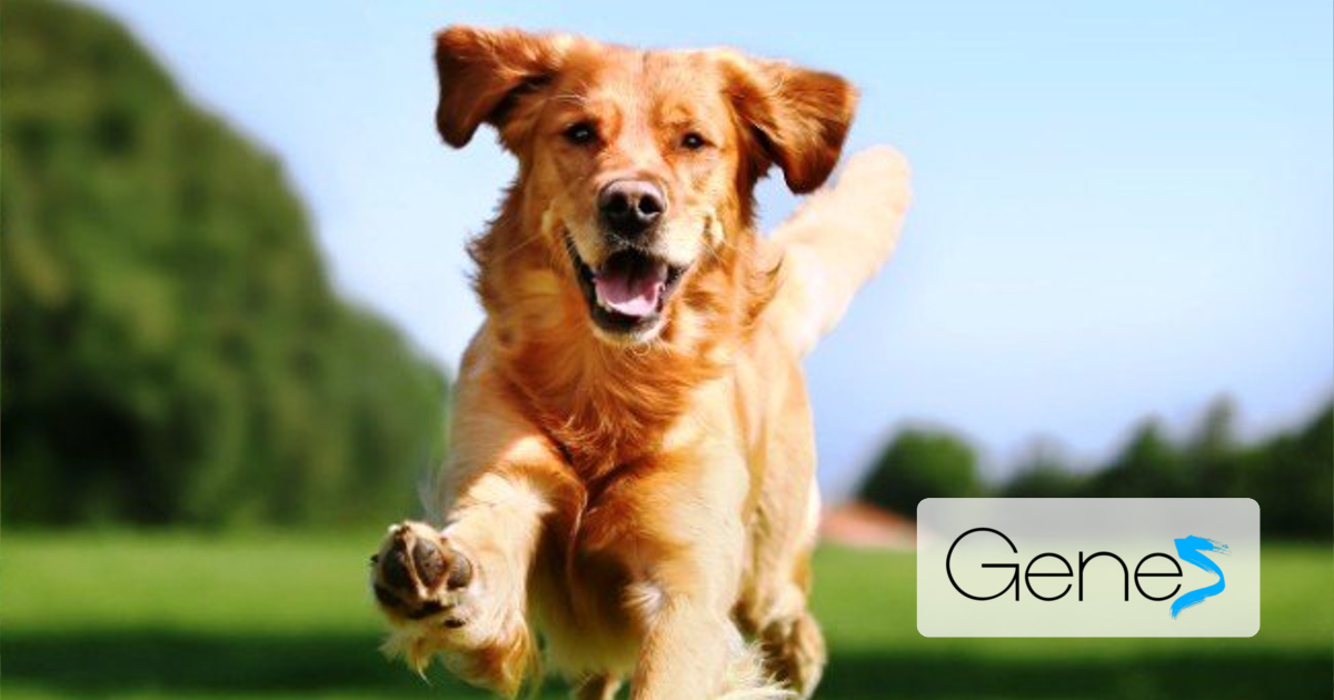Disbiosi dei cani e probiotici