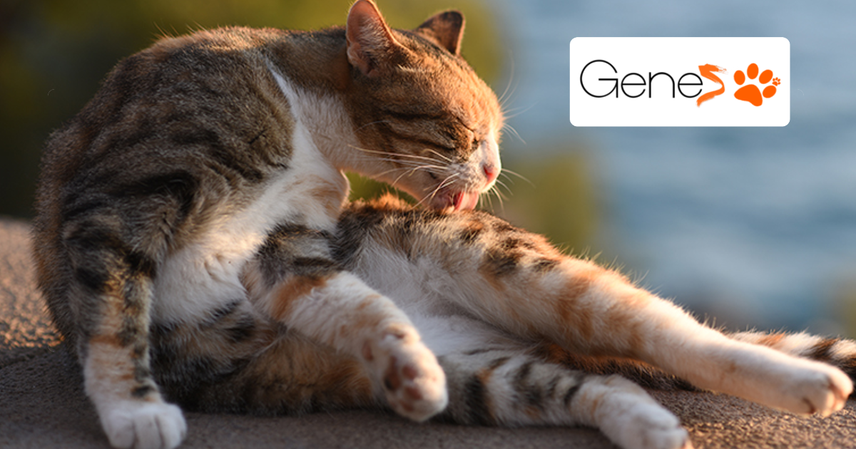 Quali sono i sintomi di una disbiosi negli animali domestici?
